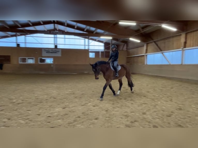 Holstein Gelding 16 years 17 hh Brown in Bad Dürrheim