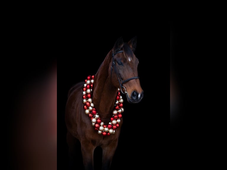 Holstein Gelding 16 years 17 hh Brown in Bad Dürrheim