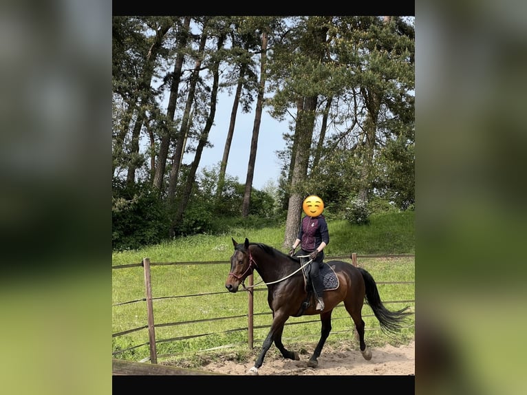 Holstein Gelding 16 years 17 hh Brown in Lübeck