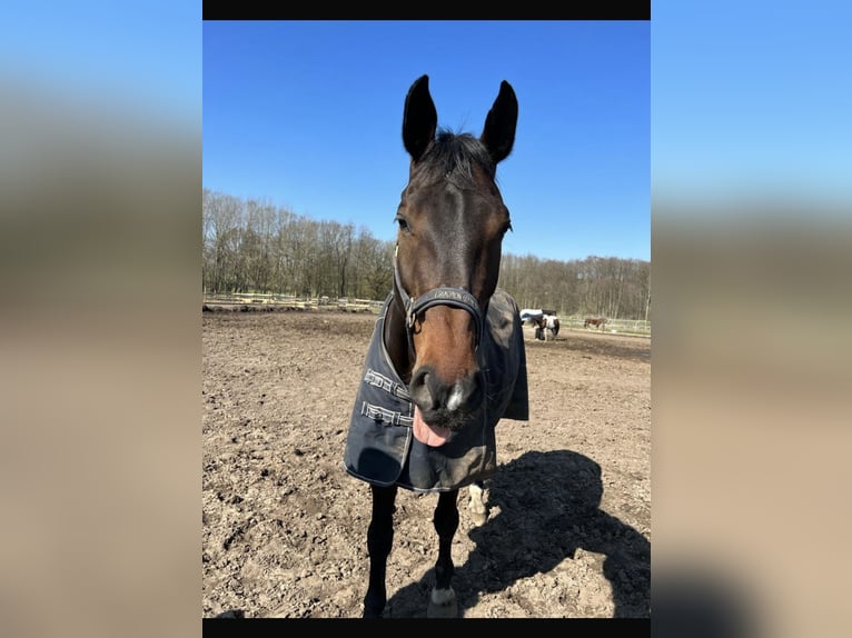 Holstein Gelding 16 years 17 hh Brown in Lübeck