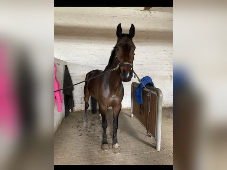 Holstein Gelding 16 years 17 hh Brown in Lübeck