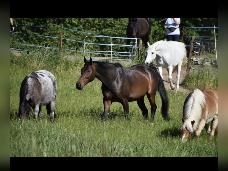 Holstein Gelding 16 years 17 hh Brown in Lübeck