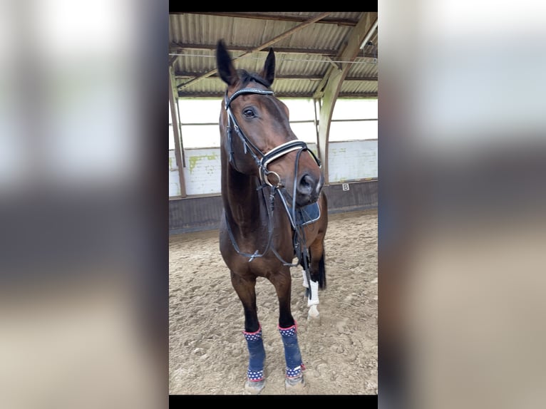 Holstein Gelding 16 years 17 hh Brown in Lübeck