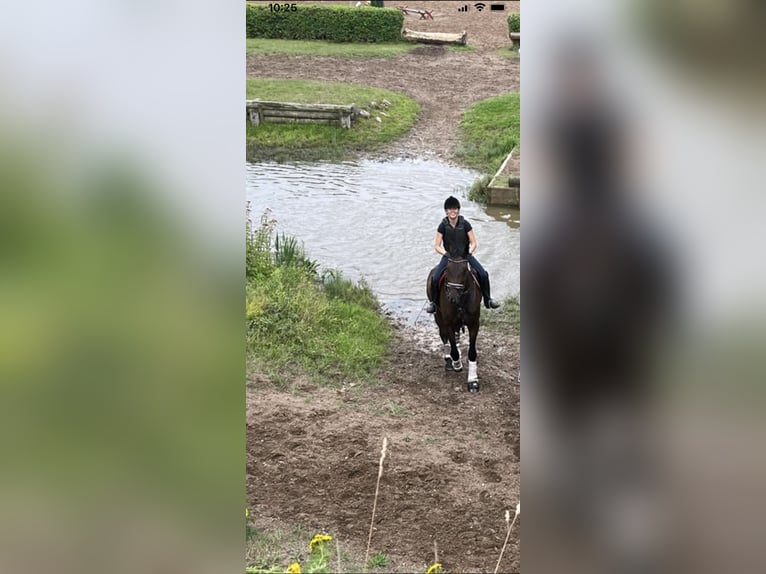 Holstein Gelding 16 years 17 hh Brown in Lübeck