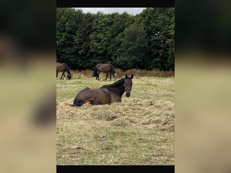 Holstein Gelding 16 years 17 hh Brown in Lübeck