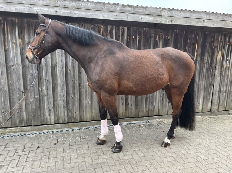 Holstein Gelding 16 years 17 hh Brown in Neritz