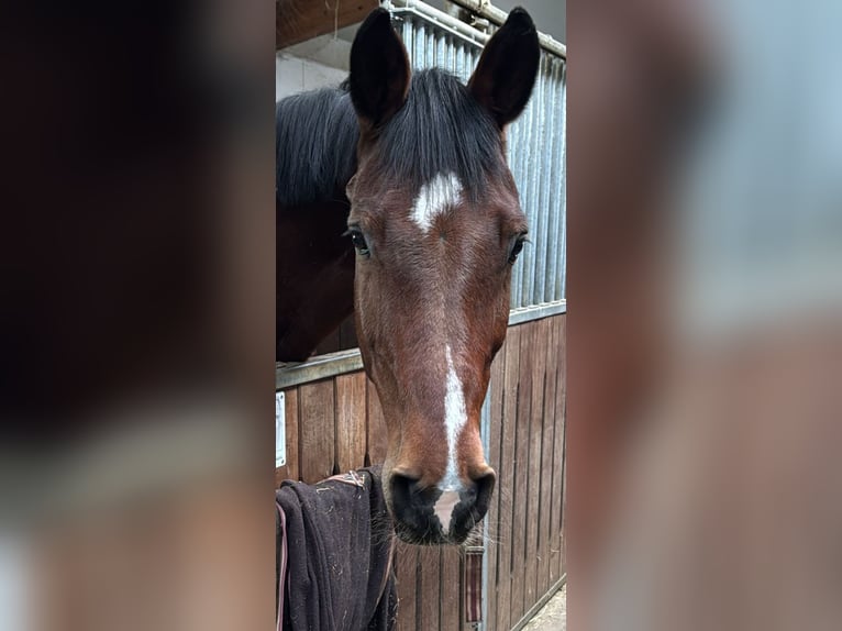 Holstein Gelding 16 years 17 hh Brown in Kerns
