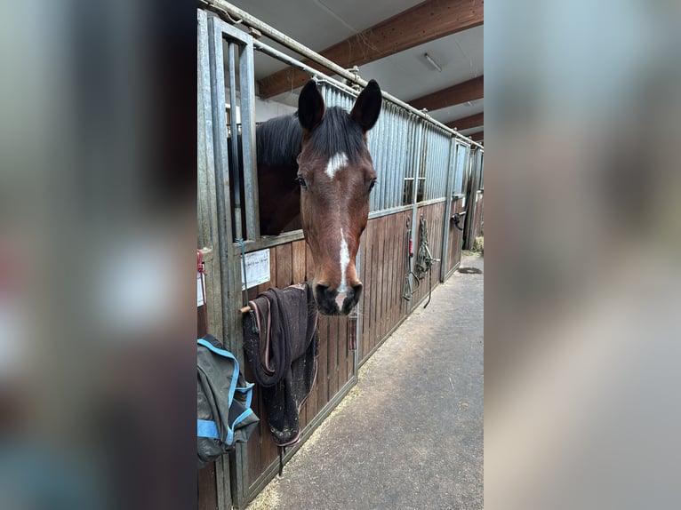 Holstein Gelding 16 years 17 hh Brown in Kerns
