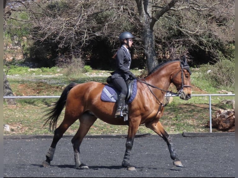 Holstein Mix Gelding 16 years 17 hh Brown-Light in Rovinj, Croatia