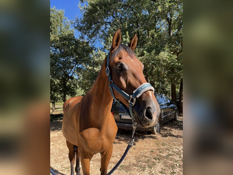 Holstein Mix Gelding 16 years 17 hh Brown-Light in Rovinj, Croatia