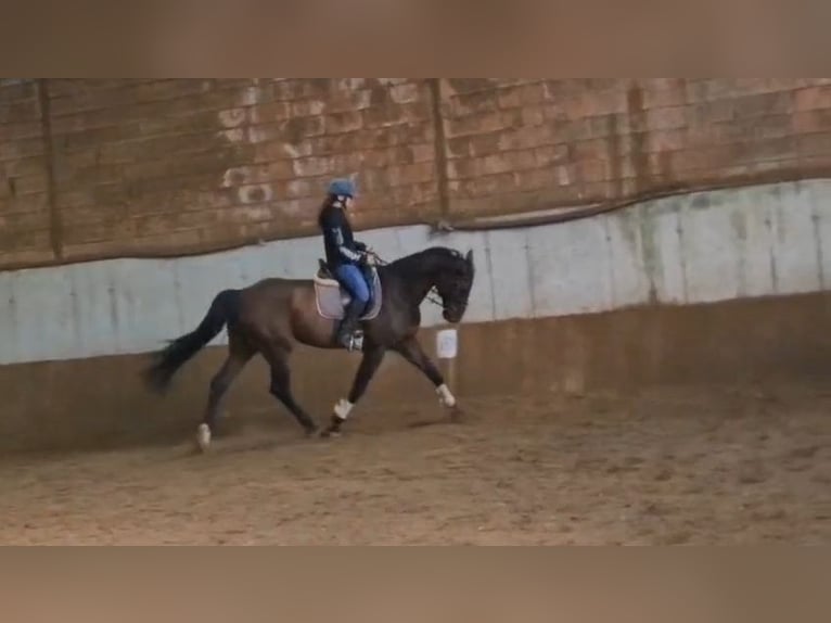 Holstein Gelding 16 years 17 hh Brown in Ladendorf