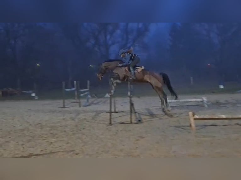 Holstein Gelding 16 years 17 hh Brown in Ladendorf