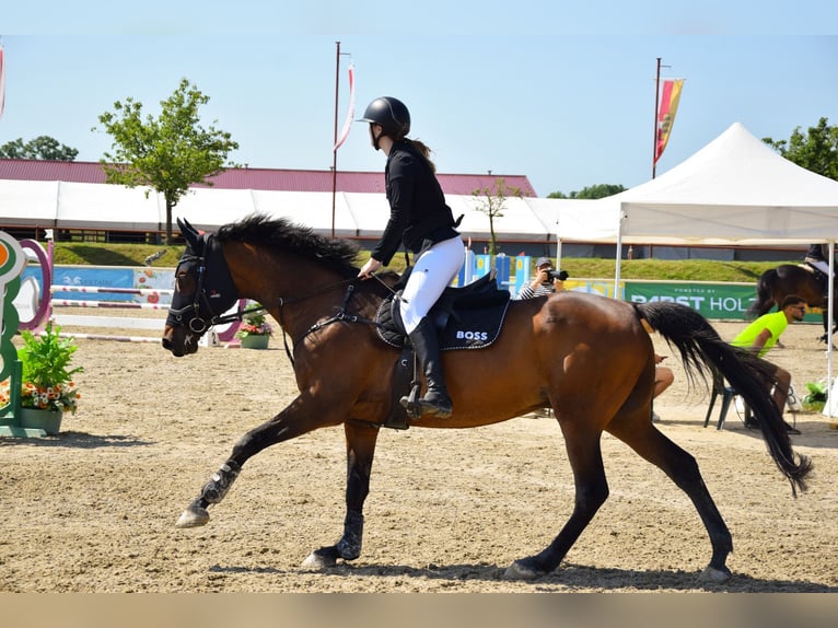 Holstein Gelding 16 years 17 hh Brown in Gols