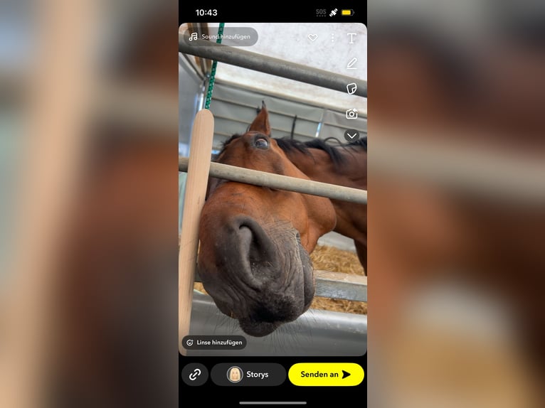Holstein Gelding 16 years 17 hh Brown in Gols