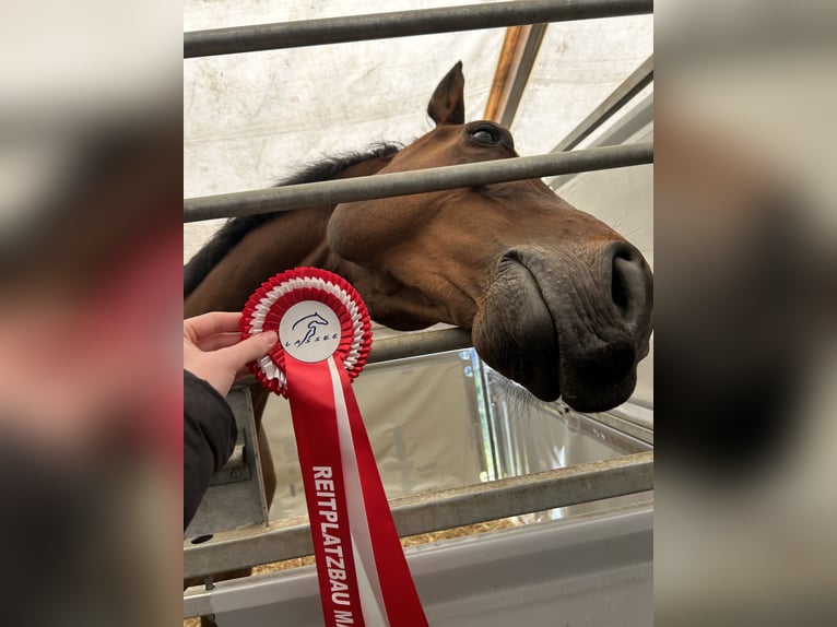 Holstein Gelding 16 years 17 hh Brown in Gols