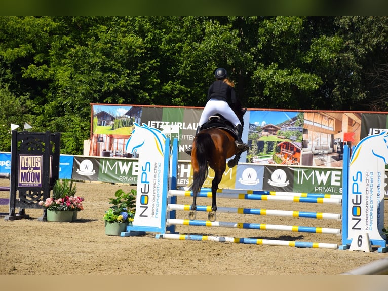 Holstein Gelding 16 years 17 hh Brown in Gols