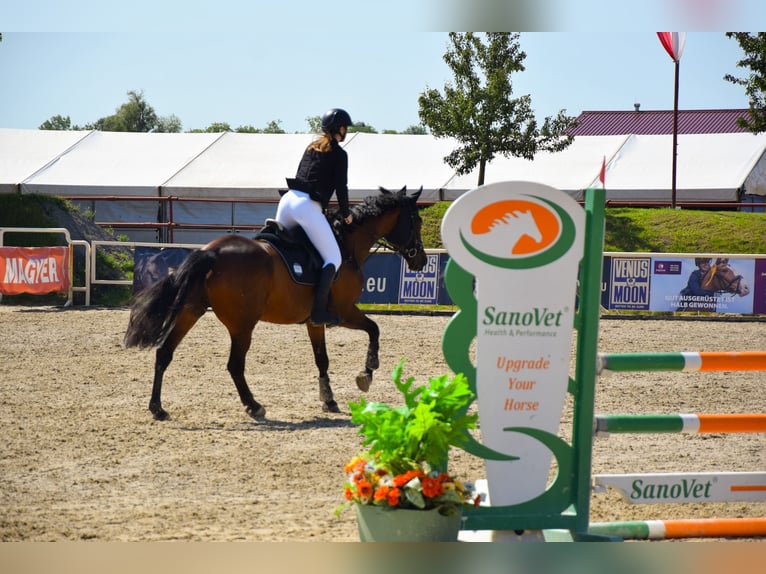 Holstein Gelding 16 years 17 hh Brown in Gols