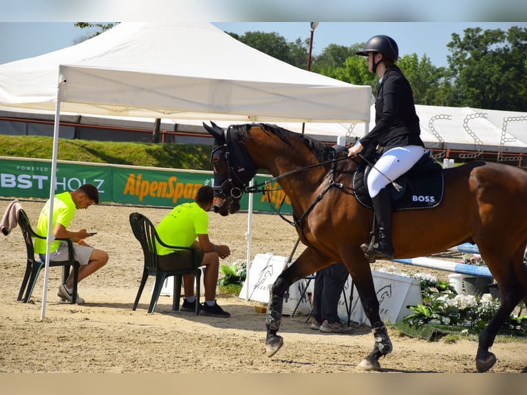 Holstein Gelding 16 years 17 hh Brown in Gols