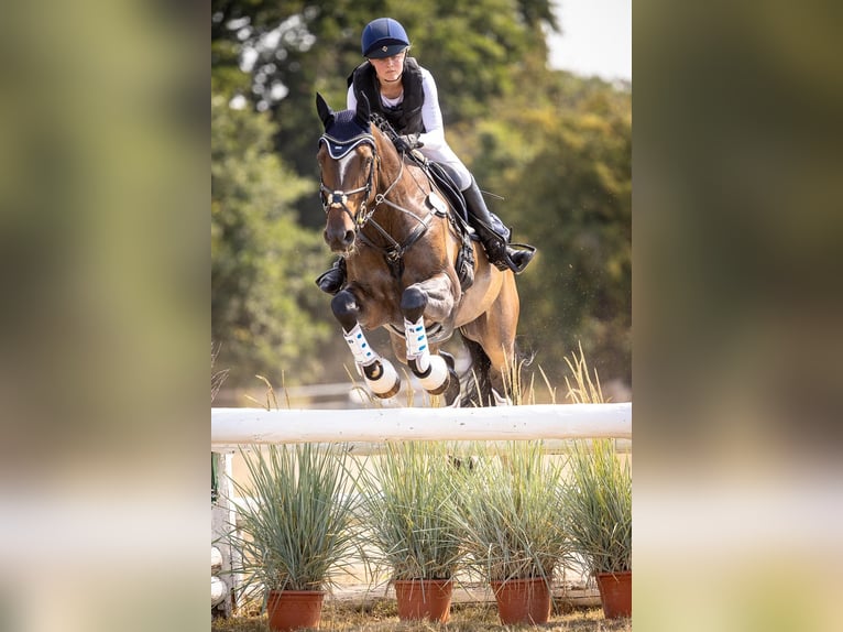 Holstein Gelding 16 years 17 hh in Timmendorfer Strand