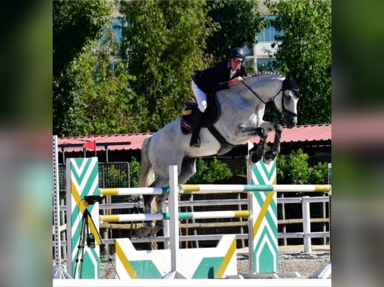 Holstein Gelding 16 years 17 hh Grey in Solsona