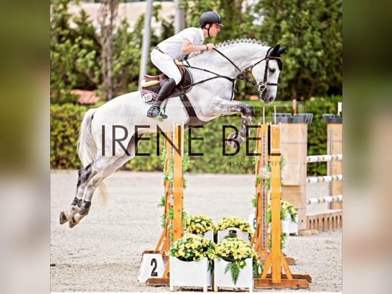 Holstein Gelding 16 years 17 hh Grey in Solsona