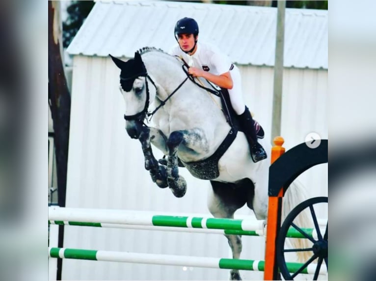 Holstein Gelding 16 years 17 hh Grey in Solsona