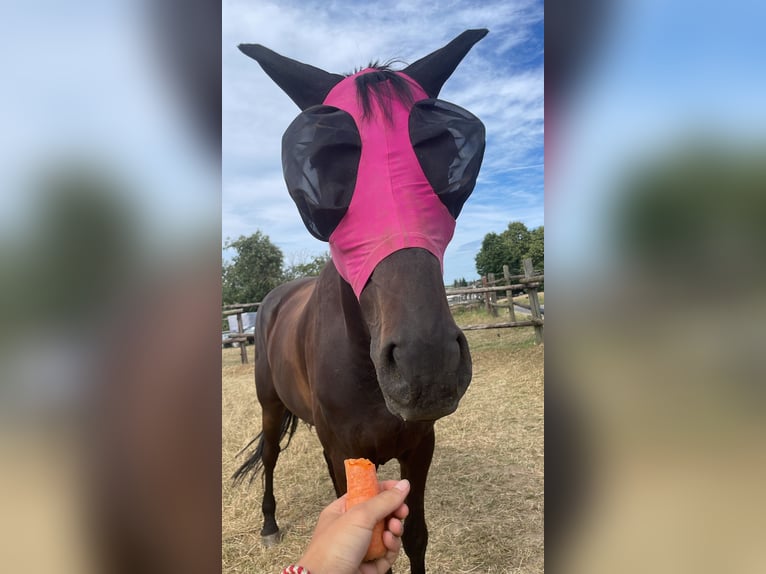 Holstein Gelding 16 years 17 hh Smoky-Black in Wiesbaden