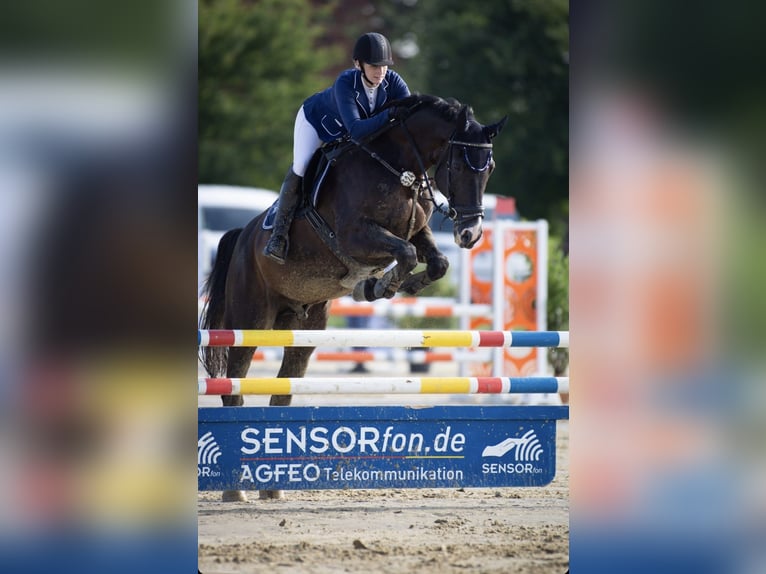 Holstein Gelding 16 years 17 hh Smoky-Black in Melle