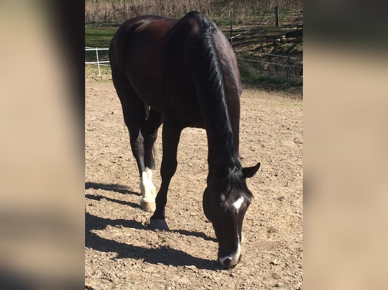 Holstein Gelding 16 years 17 hh Smoky-Black in Melle