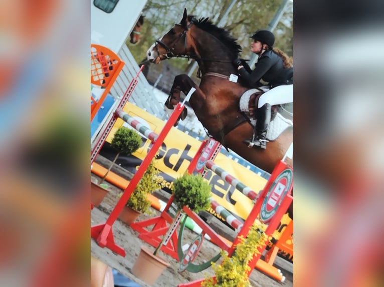 Holstein Gelding 16 years 17,1 hh Bay-Dark in Neustadt in Holstein