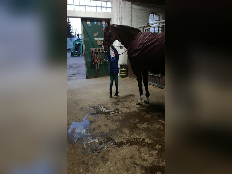 Holstein Gelding 16 years 17,1 hh Bay-Dark in Neustadt in Holstein