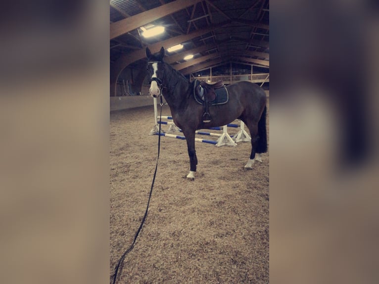 Holstein Gelding 16 years 17,1 hh Bay-Dark in Neustadt in Holstein