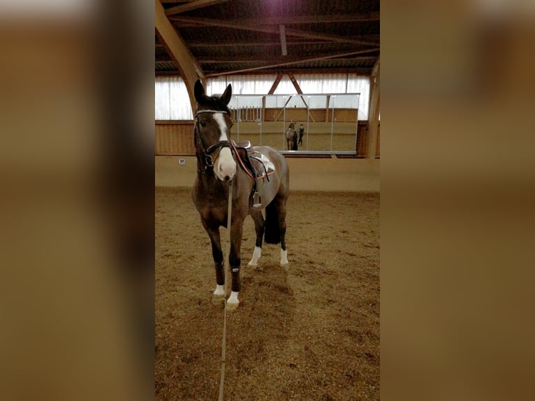 Holstein Gelding 16 years 17,1 hh Bay-Dark in Neustadt in Holstein