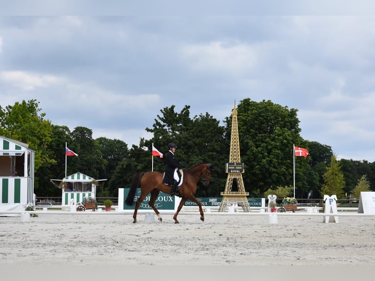 Holstein Gelding 16 years 17,1 hh Chestnut-Red in Lienen
