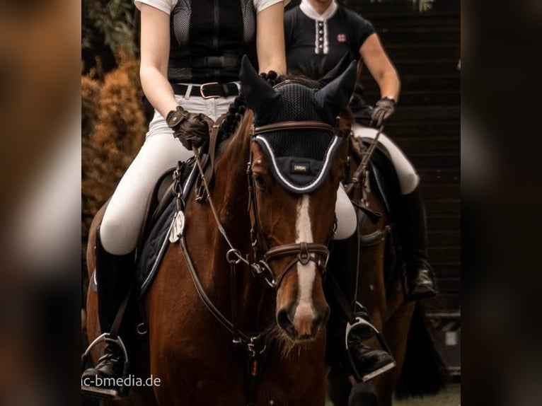Holstein Gelding 16 years 17,2 hh Brown in Brakel