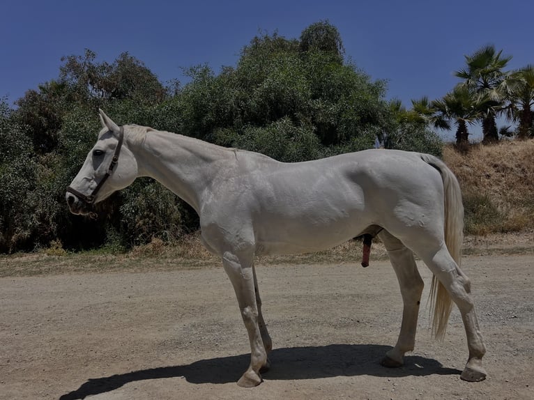 Holstein Gelding 16 years 17,2 hh Gray in Agios Tychon