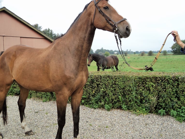 Holstein Gelding 16 years 17,3 hh Brown in Tinglev