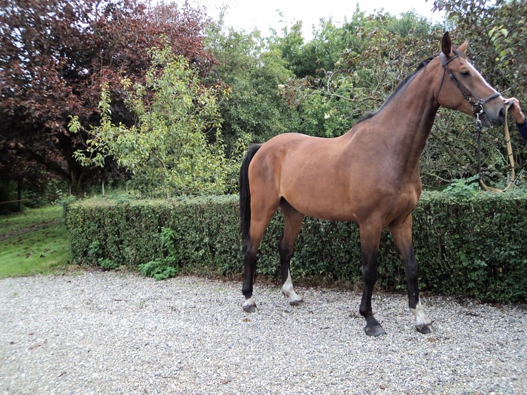 Holstein Gelding 16 years 17,3 hh Brown in Tinglev