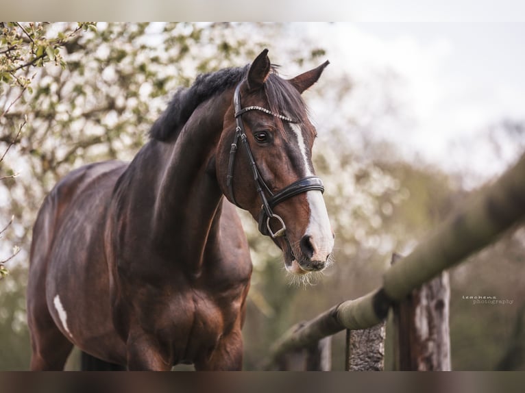 Holstein Gelding 16 years 18 hh Bay-Dark in CuxhavenCuxhaven