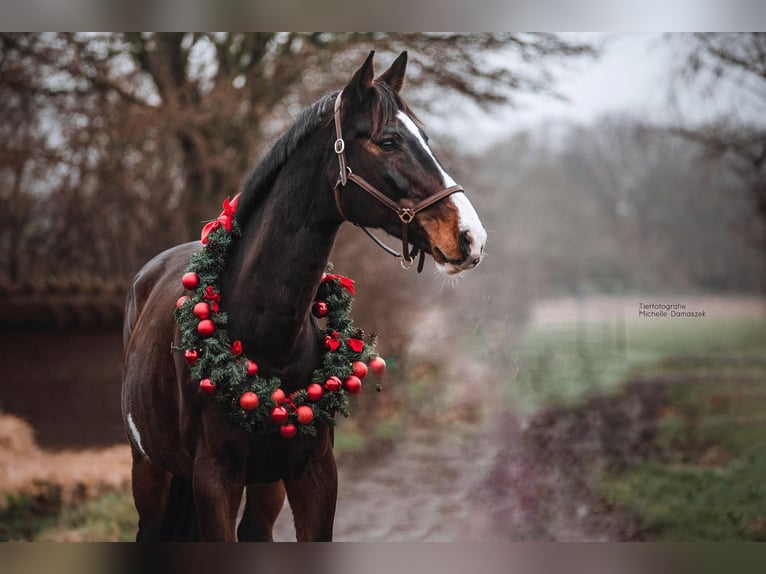 Holstein Gelding 16 years 18 hh Bay-Dark in CuxhavenCuxhaven