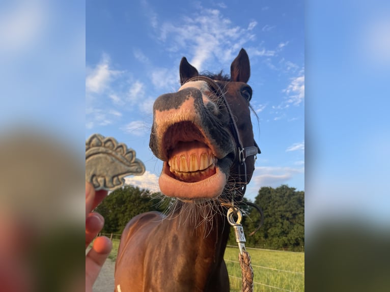 Holstein Gelding 16 years 18 hh Bay-Dark in CuxhavenCuxhaven