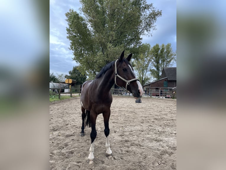 Holstein Gelding 16 years 18 hh Bay-Dark in CuxhavenCuxhaven