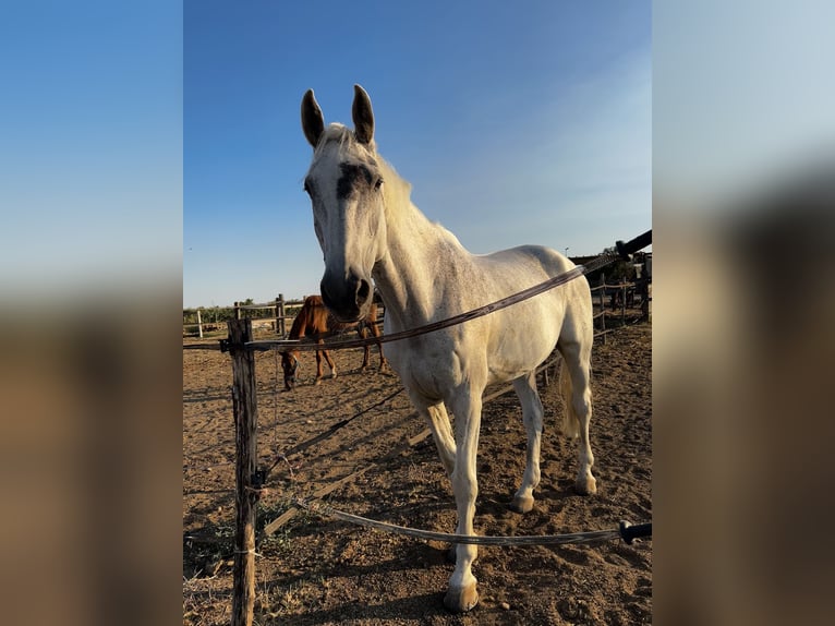 Holstein Gelding 16 years 18 hh Gray in Copertino