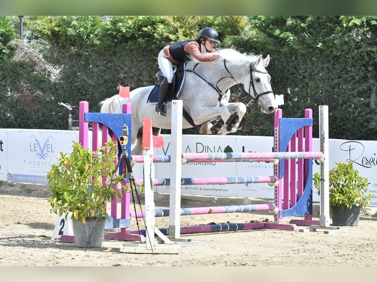 Holstein Gelding 16 years 18 hh Gray in Copertino