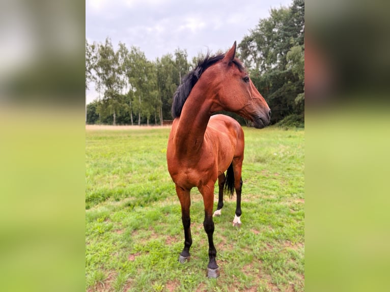 Holstein Gelding 17 years 15,3 hh Brown in Germersheim