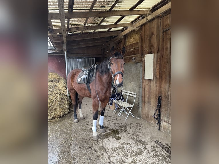 Holstein Gelding 17 years 16,1 hh Brown in Krattigen