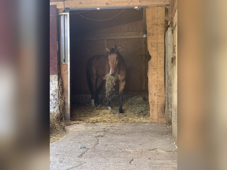 Holstein Gelding 17 years 16,1 hh Brown in Krattigen