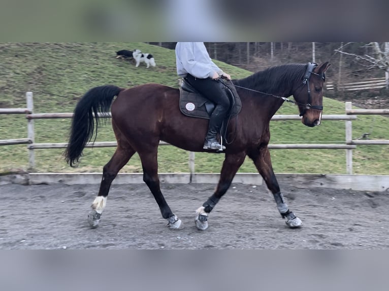 Holstein Gelding 17 years 16,1 hh Brown in Krattigen