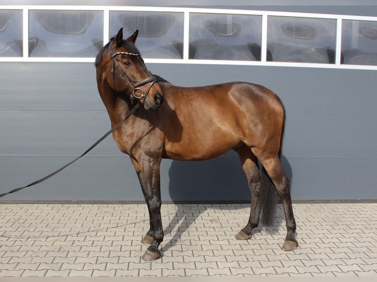 Holstein Gelding 17 years 16.1 hh Smoky-Black in Itterbeck