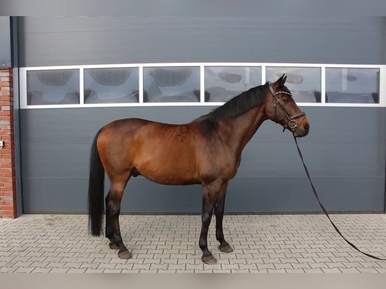 Holstein Gelding 17 years 16.1 hh Smoky-Black in Itterbeck